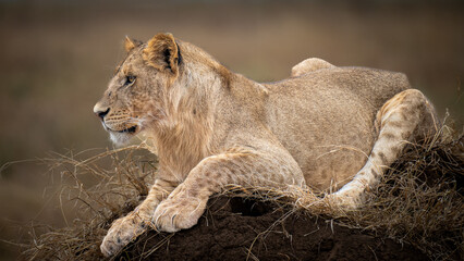 An African lioness rests on a termite mound