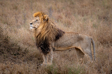 Lion king, a male African lion poses.