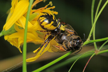 xysticus kochi spider macro photo