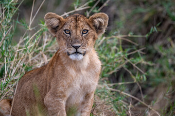 A lion cub, waiting for its mother to return from a hunt.