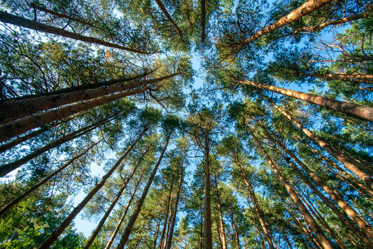 Amazing low anglew view on tops on pine trees in forest in Scotland - fantstic summer!