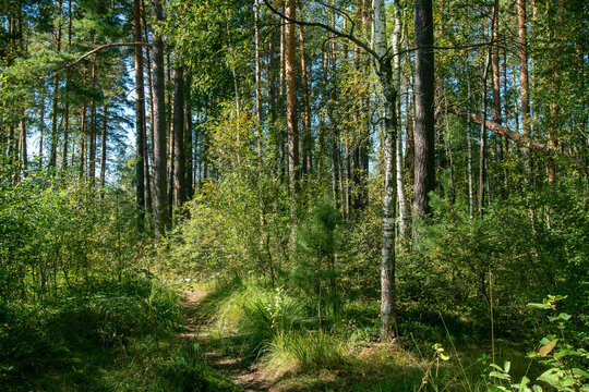 Mixed forest next to Loch Ness where many blueberries and cowberries
