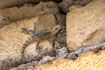 The lizard between the stones