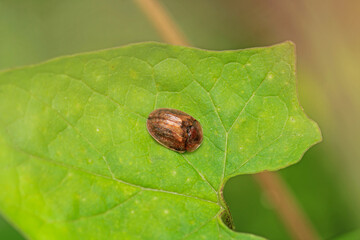 cassida flaveola insect macro photo