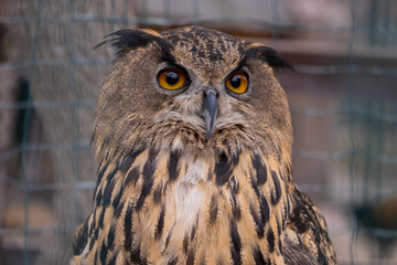 An owl at the zoo during the day