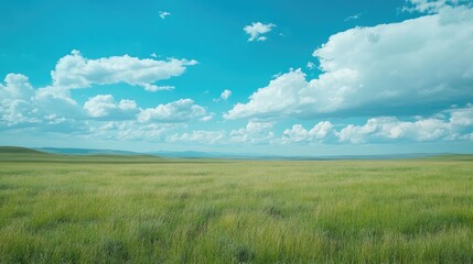 Obraz premium Green grasslands stretching to the horizon, under a sky of blue with white, puffy clouds. Calm and serene.