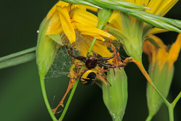 Naklejka premium xysticus kochi spider macro photo
