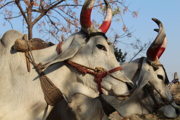 STARE INTO HOLLINESS