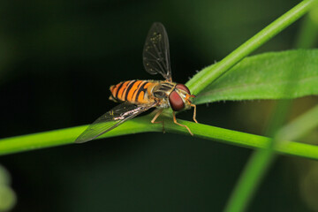 natural eupeodes flower fly photo