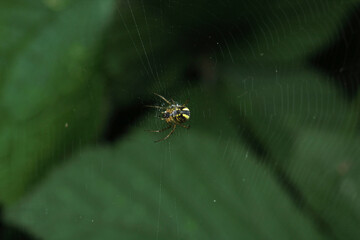 mangora acalypha spider macro photo