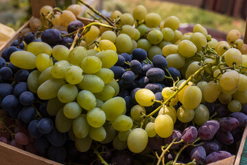Grapes after being harvested