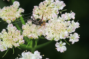 xysticus kochi spider macro photo