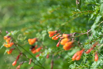Chilean glory flowers (eccremocarpus scaber) in bloom