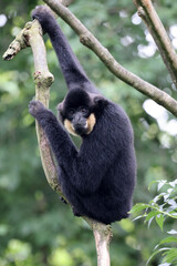 Yellow-cheeked gibbon (Nomascus gabriellae) monkey on tree branch