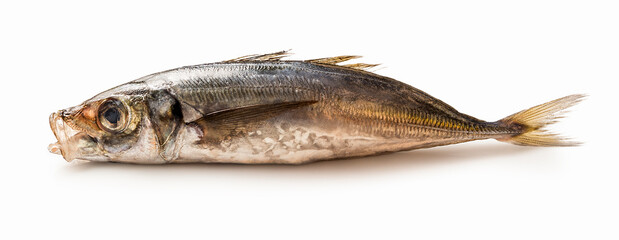 Jurel o chicharro aislado sobre fondo blanco