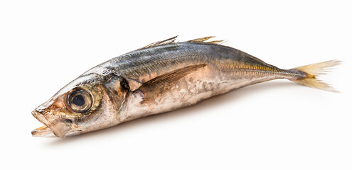 Jurel o chicharro aislado sobre fondo blanco