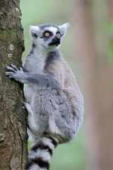 Ring-Tailed Lemur on tree in natural habirat