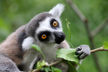 Ring-Tailed Lemur on tree in natural habirat