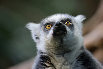 Ring-Tailed Lemur on tree in natural habirat