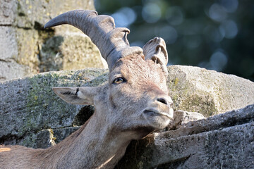close-up portrait of Alpine Ibex animal