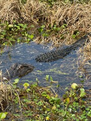 alligator in the swamp