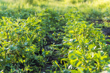 Unprocessed, unocidished, weed and grass covered potatoes plant. Young potato Growing in vegetable...
