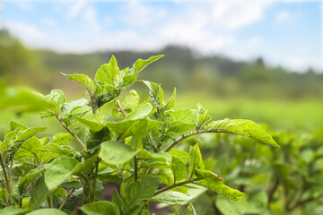 Young potato bushes against sky. Growing organic vegetables on bed without use of chemicals and...