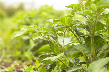 Young potato bushes against sky. Growing organic vegetables on bed without use of chemicals and...