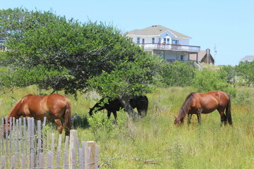 wild horses grazing in the outer banks