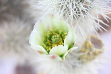 Joshua Tree Flower
