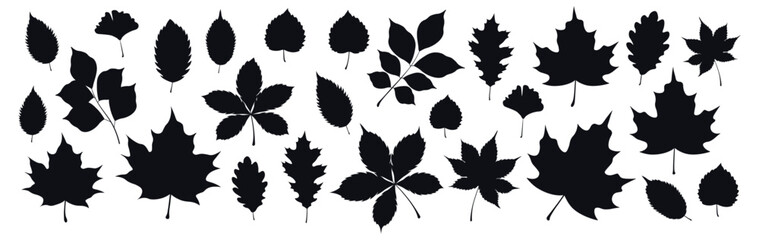 Set of silhouettes of autumn leaves in a cartoon style. Vector illustration of black silhouettes of autumn leaves: maple, oak, ginkgo, birch, chestnut, walnut, twigs isolated on a white background.