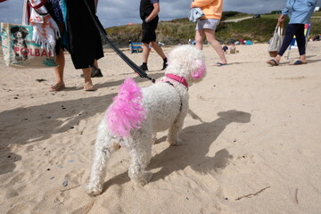 Pink and Blue Toy Poodles Harlyn Bay Cornwall UK
