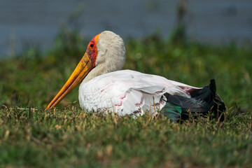 Yellow-billed stork seen along the Chobe river, Botswana