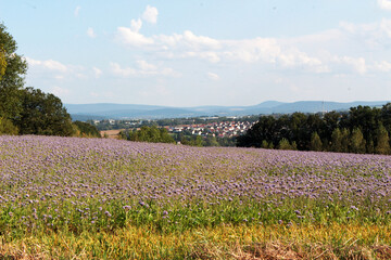 Obraz premium Image of the city of Fulda Germany on a sunny summer day.