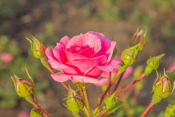 Pink rose flower with buds, summertime floral background. Beautiful pink roses in the summer garden. Blooming pink rose with unopened buds on sunny day.