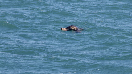 Fototapeta premium Female Sea Otter and Young Swimming - Alaska