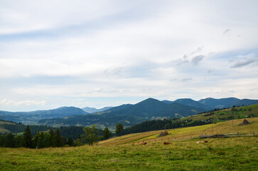 Lush green meadow, transitioning into rolling hills dotted with patches of trees and majestic mountain ranges stretch across the horizon under a partly cloudy sky. Carpathian Mountains, Ukraine