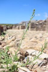 View of the ancient Roman ruins of Baelo Claudia by Emperor Claudius in Bolonia, Spain on the coast of Atlantic Ocean in the region of Andalucia 
