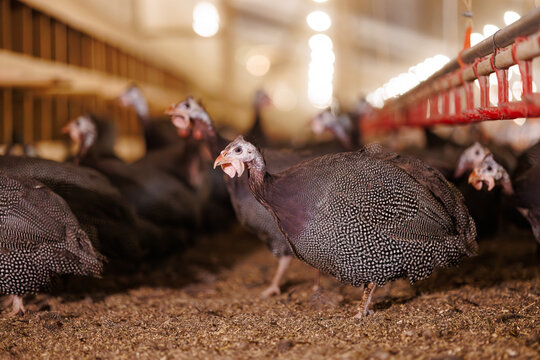 A group of guinea fowls on a poultry farm pecking at a feeder. Growing guinea fowls on a poultry farm, egg production