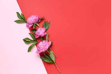 Composition with beautiful peony flowers and leaves on color background