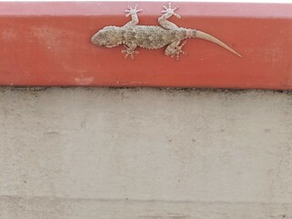 Gecko crawls along the wall of a balcony during the day.  Mediterranean house gecko climbs the wall. Lizard crawls along the wall.