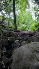 stream in the forest