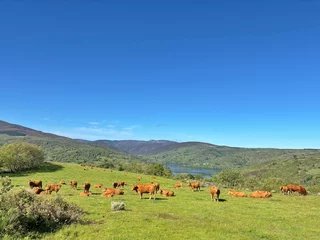 Vacas en Chandrexa de Queixa, Galicia
