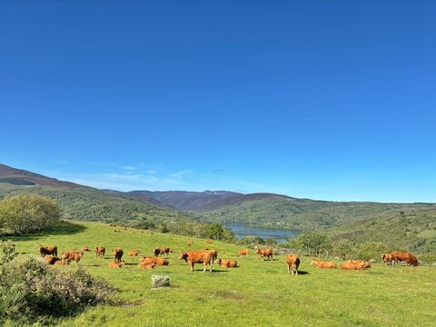 Vacas en Chandrexa de Queixa, Galicia