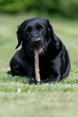 Portrait of a black Labrador chewing a stick