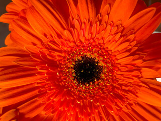 Gerbera Daisy Orange Petal 01