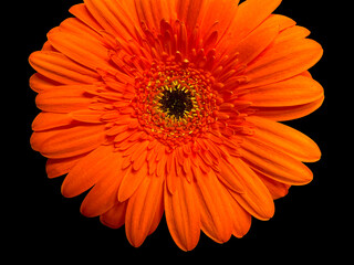 Gerbera Daisy Orange 01