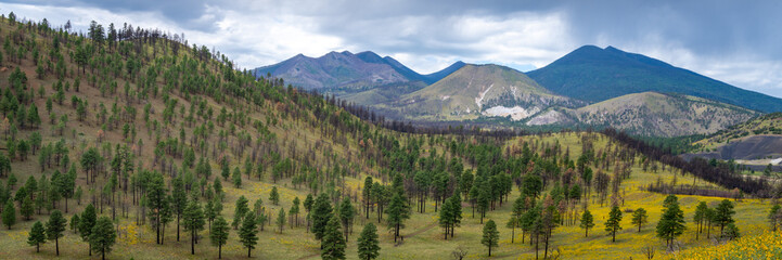 Blooming sunflowers in the Northern Arizona mountains, America, USA.