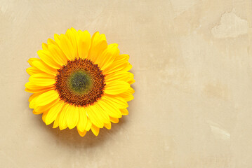 Beautiful sunflower on brown background