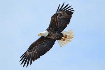 Naklejka premium Majestic bald eagle soaring against a clear blue sky AI